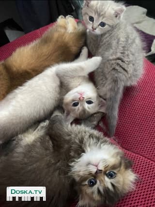 Два мальчика (Рыжий,серебристо-лиловый),и девочка (светло-серая). Готовы переехать в свой новый