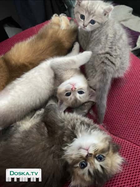 Два мальчика (Рыжий,серебристо-лиловый),и девочка (светло-серая). Готовы переехать в свой новый