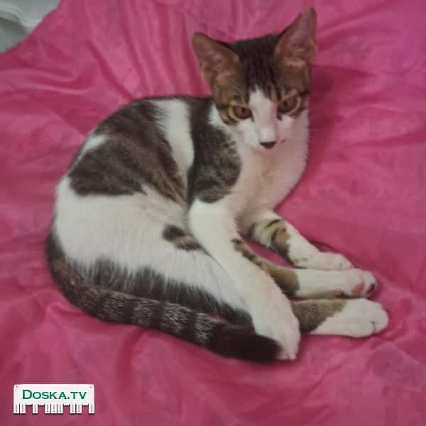 Добрый день, отдаётся в добрые руки замечательный котёнок, который ищет