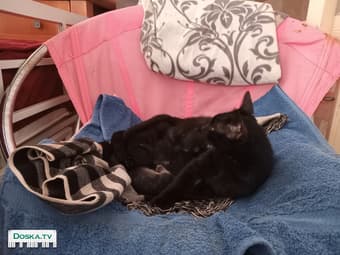 Отдам котят в добрые хорошие и надёжные руки котятам ровно