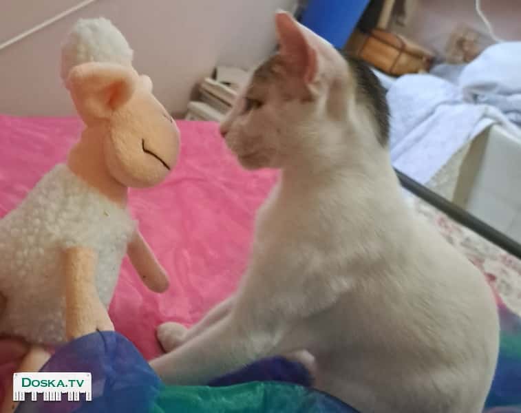 Замечательный котёнок. Здоров, весёлый и со всеми необходимыми прививками. Стерилизованный.