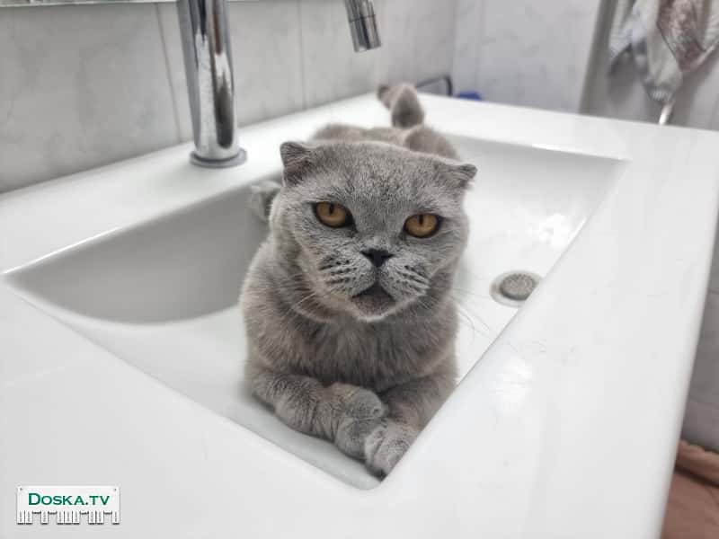 3 месяца назад нашли на улице кошечку очень худую и