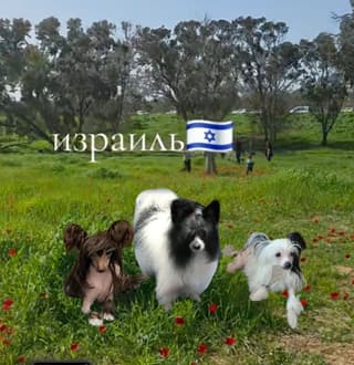 Китайские Хохлатые собачки