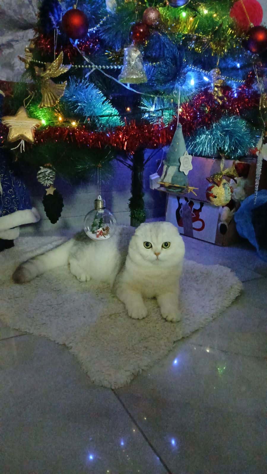 Шотландский вислоухий кот(1год) ищет кошечку для вязки.