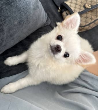 Продам щенков длинношерстного чихуахуа.