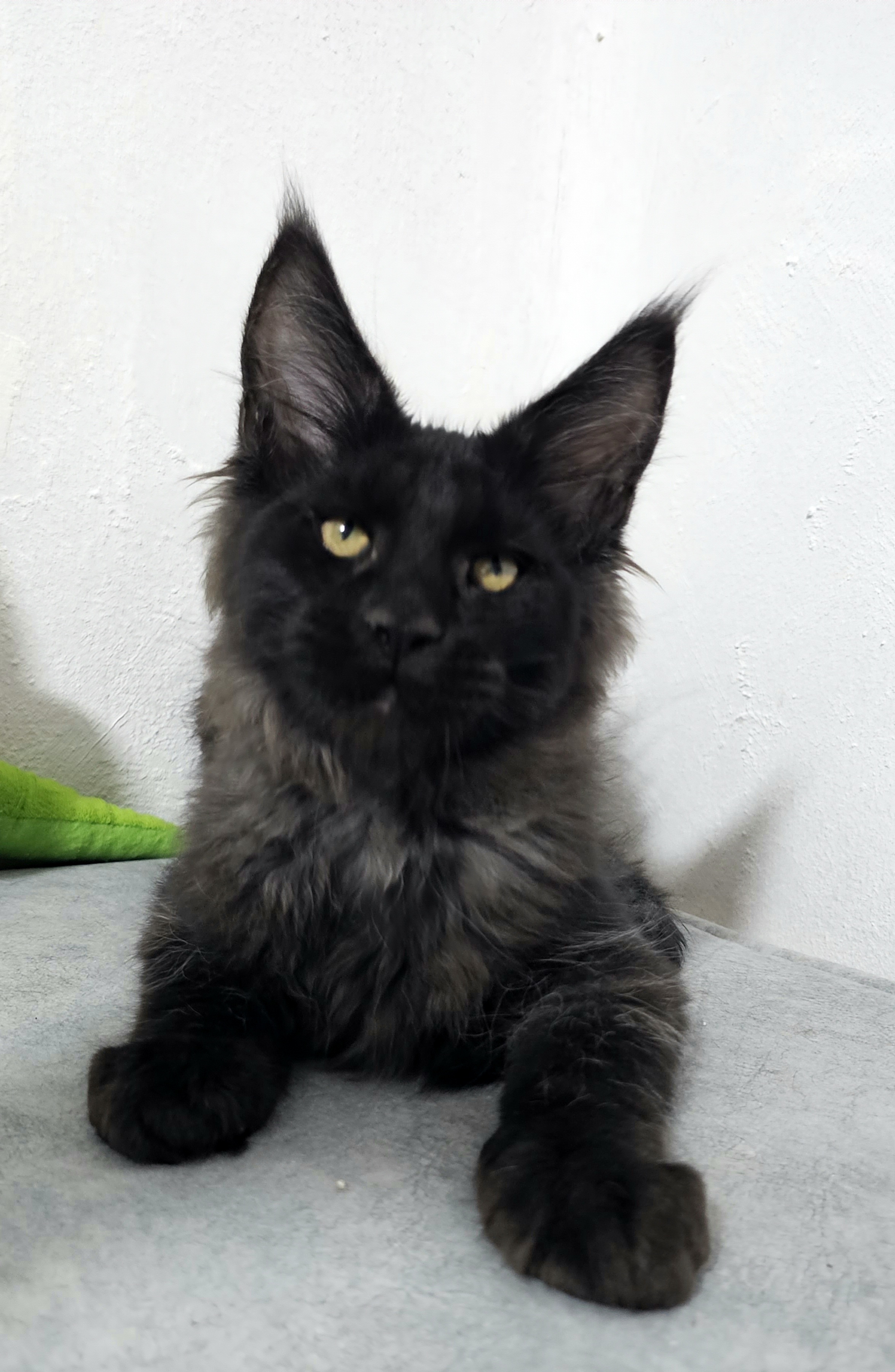 Котята Мейн кун из питомника,родители чемпионы.