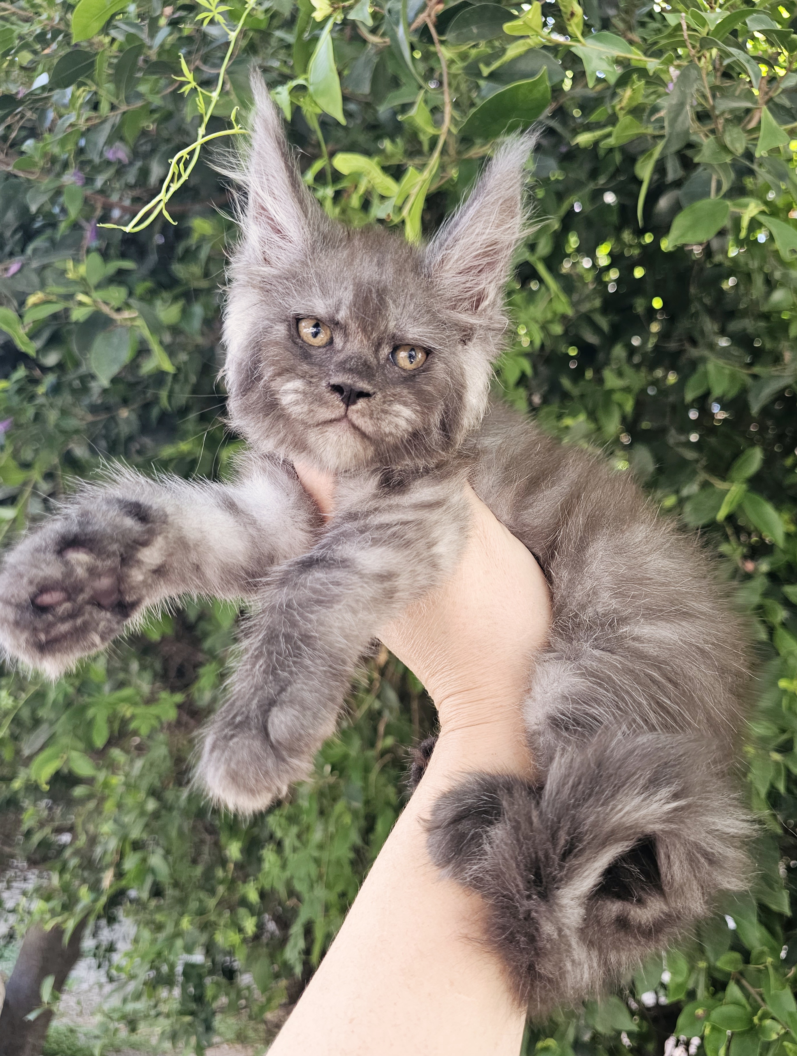 Котята мейн-кун с родословной