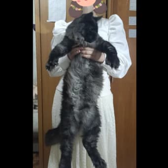 Котёнок Мейн-кун, полидакт Давид - 6 мес. 25.01.26