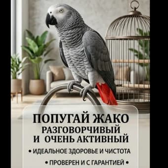 Говорящий попугай жако, ручной