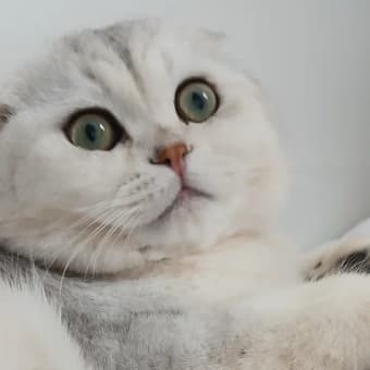 Шотландский вислоухий кот для вязки